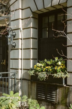 Sarı çiçekler, şehirdeki bir tuğla binanın penceresinin altındaki ızgarayı dolduruyor..