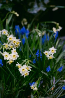 Sarı ve beyaz çiçekler, açık bir bahar gününde bir bahçede mavi çiçek kümelerinin arasında yetişir..