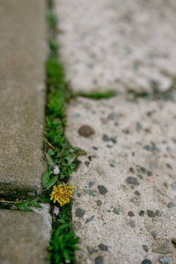 Bir ilkbahar günü kaldırım ve kaldırım arasında bir karahindiba yetişiyor..