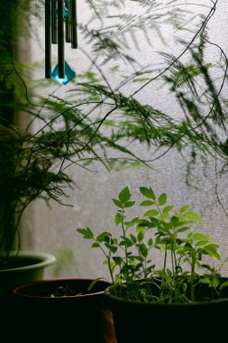 Green plants are placed in pots by a window with soft light coming through a sheer curtain and leaves in the background.