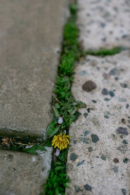 Bir bahar öğleden sonrası boyunca şehrin bir bölgesindeki beton kaldırımın çatlakları arasında bir karahindiba çiçeğinin büyüdüğü görülüyor..