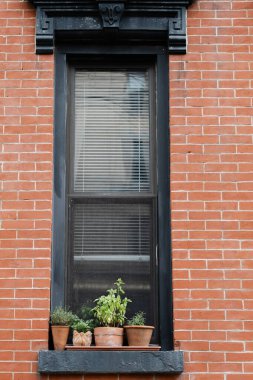 Pencere çerçevesi tuğladan bir duvara dayanıyor. Pencere pervazında bitkilerle dolu birkaç küçük saksı var. Sahne, gündüz vakti tipik bir şehir ortamını gösteriyor..