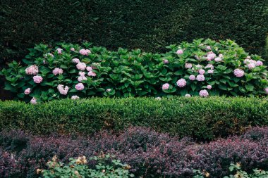 İyi korunmuş bir bahçede, yeşil çitlerin yanında pembe çiçekli ortancalar yetişir. Güneş batıyor ve yaz başında çiçekler için parlak bir ortam yaratıyor..