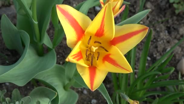 Kleurrijke tulpen. tulpen in het voorjaar, kleurrijke tulp — Stockvideo