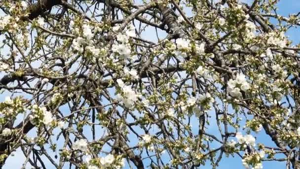 Fiori dei fiori di ciliegio in un giorno di primavera — Video Stock