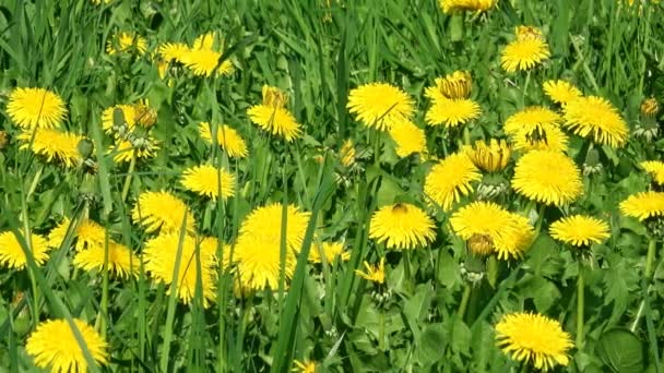 Diente de león amarillo sobre hierba verde — Vídeos de Stock