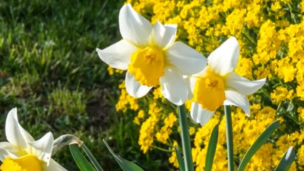 4 月満開の水仙花、ヒガンバナ科のアマリリス家族で春の花黄色 — ストック動画