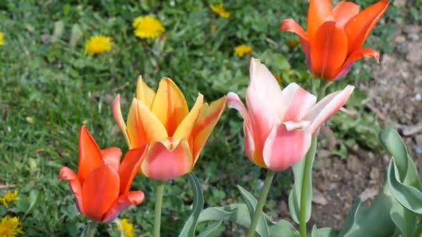 Tulipán virágok, a zöld fű — Stock videók