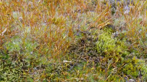 Mikrowelt aus Moos auf dem Waldboden — Stockvideo