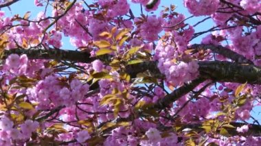 pembe sakura çiçekler ile kompozisyon