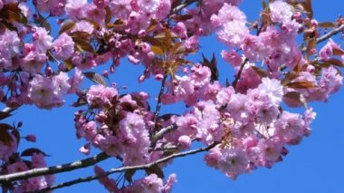 pembe sakura çiçekler ile kompozisyon