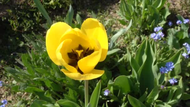 Tulipán amarillo en primavera — Vídeo de stock