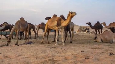 Develer çöl Abu Dhabi