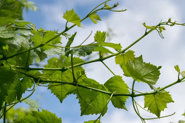 Hojas de vino verde —  Fotos de Stock