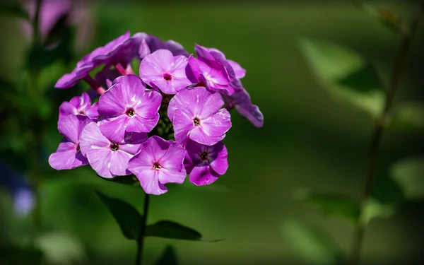 Paarse tuin bloem — Stockfoto