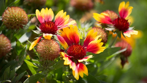 庭の太陽の花 — ストック写真