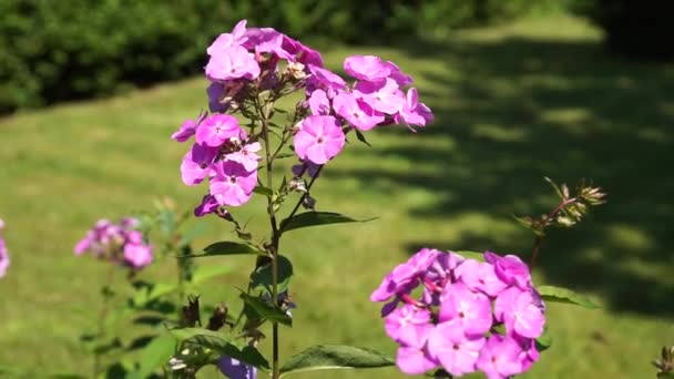 Μωβ λουλούδι στον κήπο — Αρχείο Βίντεο