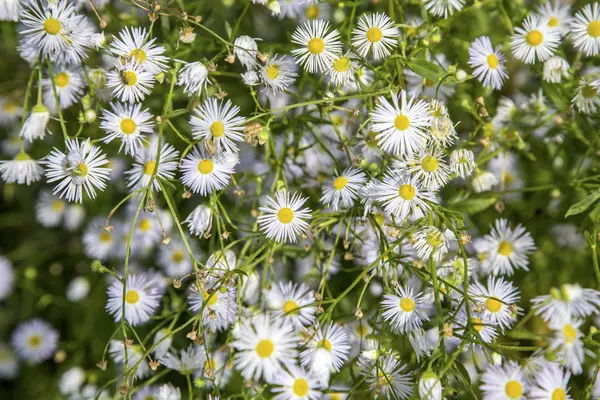 Colorful daisies in grass field — Stock Photo, Image