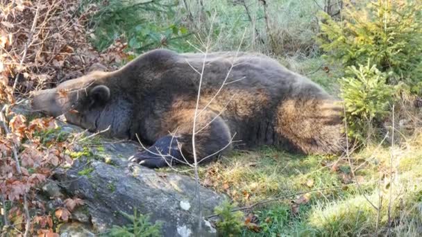 Urso castanho — Vídeo de Stock