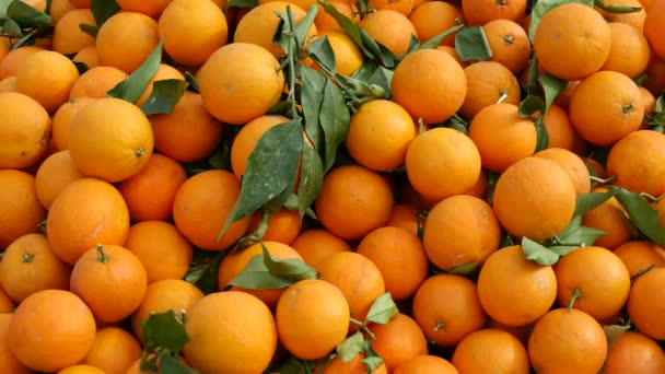 Fresh harvested oranges with green leaves — Stock Video