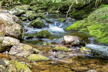 Bavyera ormanı içinde sel