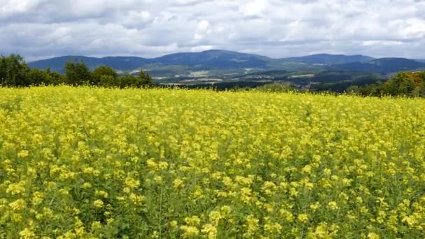 Campo de violación amarillo — Vídeos de Stock