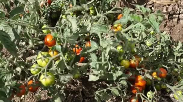 Kirschtomaten — Stockvideo