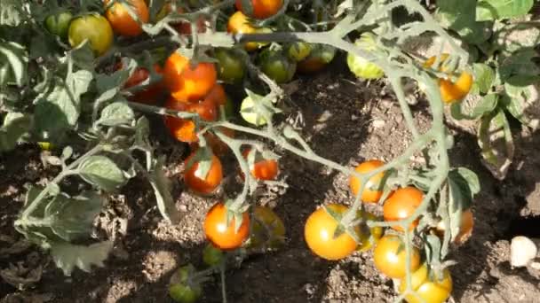 Tomates cherry — Vídeo de stock