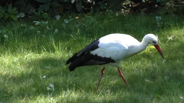 Cigogne blanche — Video