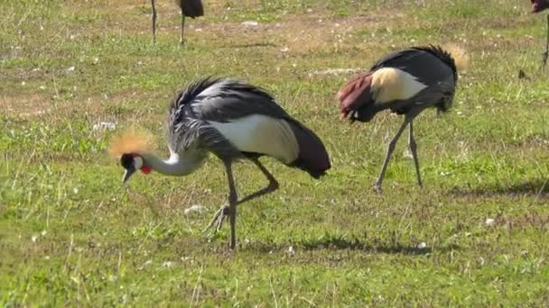 Grúa coronada gris — Vídeo de stock