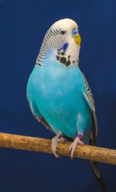 dalgalı mavi papağan