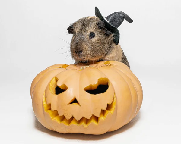 Guinea Pig Witch Hat Sits Pumpkin Halloween — Stock Photo, Image