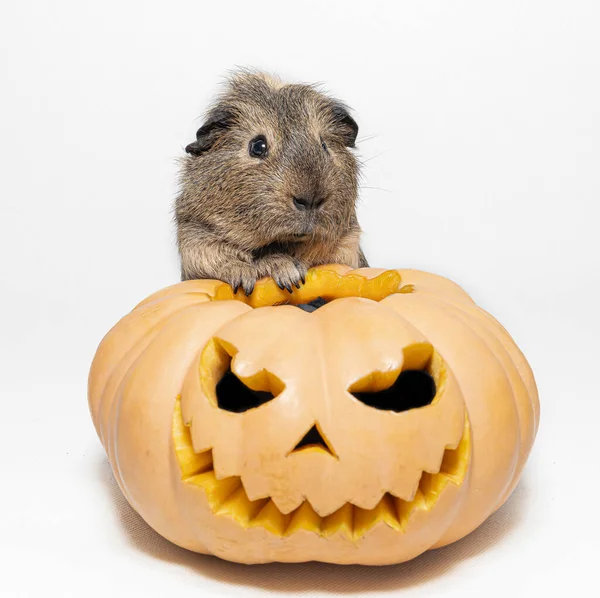 Marsvin Sitter Pumpa För Halloween Vit Bakgrund — Stockfoto