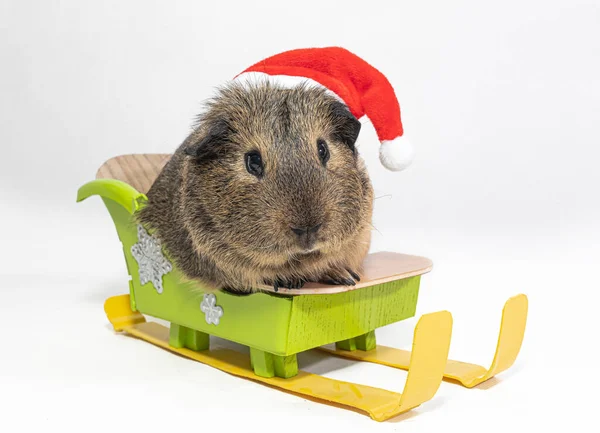 Guinea Pig Sledding Scarf White Background — Stock Photo, Image