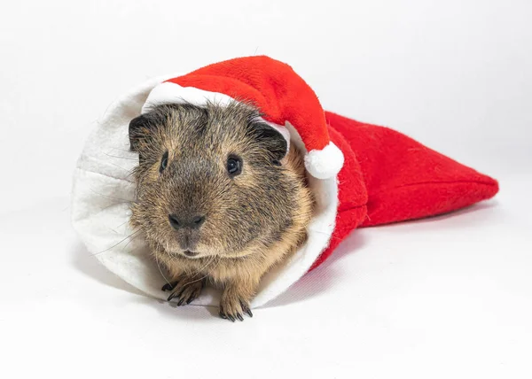 Guinea Pig Cap Santa Claus — Stock Photo, Image