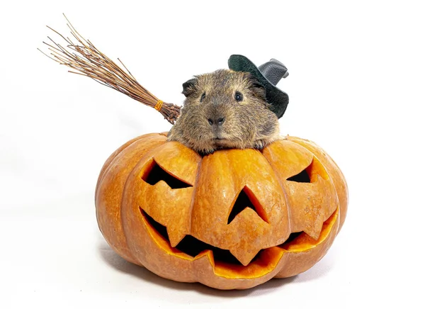 Guinee Varken Met Een Heksenhoed Zit Een Pompoen Voor Halloween Stockfoto