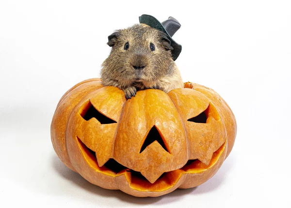 Guinee Varken Met Een Heksenhoed Zit Een Pompoen Voor Halloween Stockafbeelding