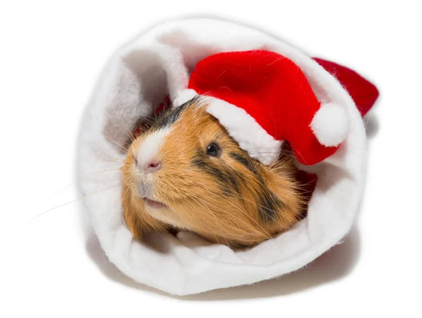 Guinea pig in christmas — Stock Photo, Image