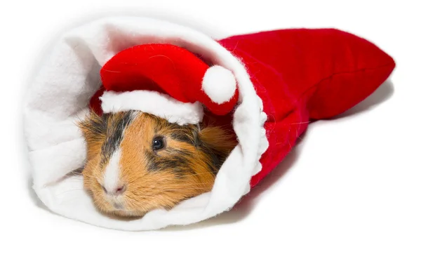 Guinea pig in christmas — Stock Photo, Image