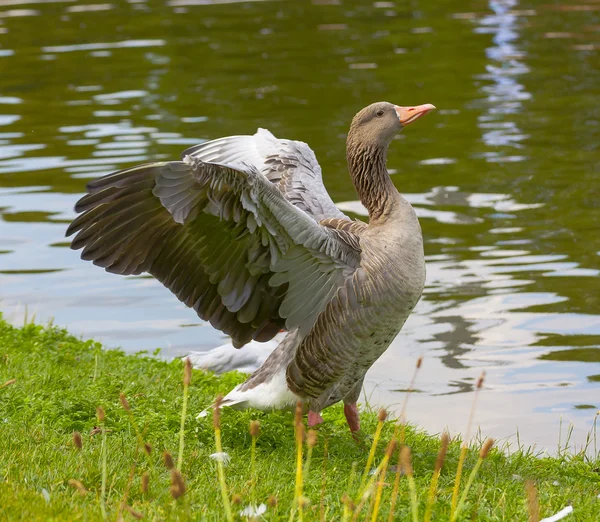 Greylag goose spreading wings — Stock Photo, Image