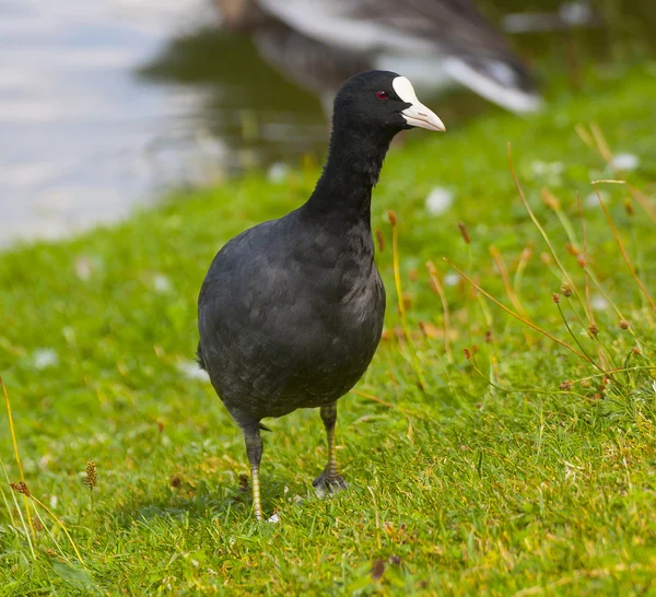 Korzeń Eurazjatycki (Fulica atra) — Zdjęcie stockowe