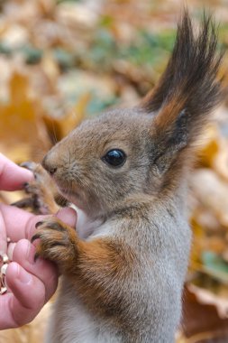 Avrasya Kızıl sincap 