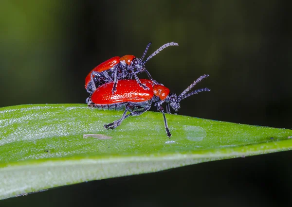 Scarlet lily beetle — Stock Photo, Image