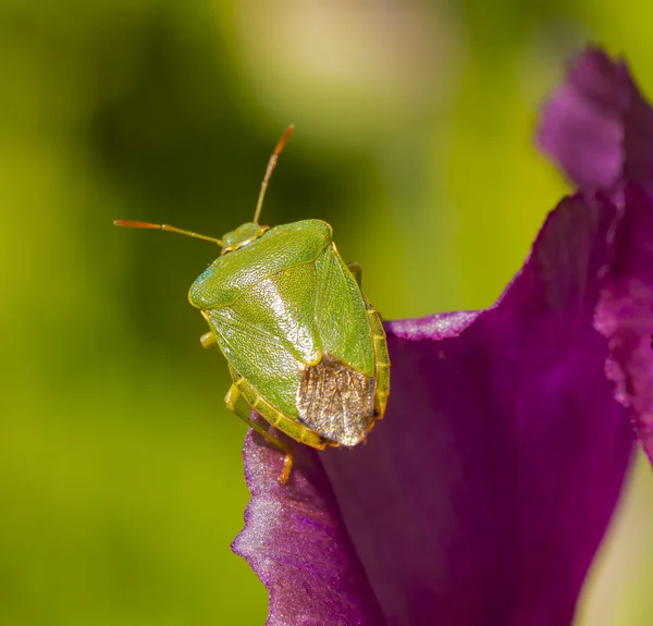 Heteroptera — Stok fotoğraf