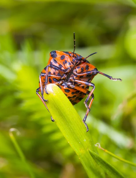 Graphosoma lineatum — Stock Photo, Image