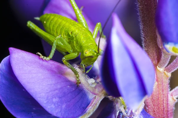 Grashüpfer — Stockfoto