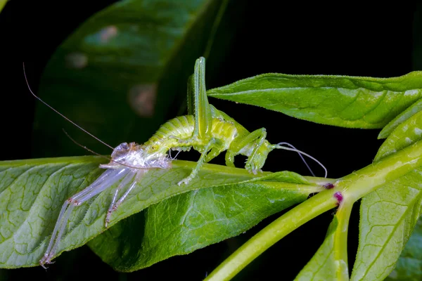 El nacimiento de un saltamontes —  Fotos de Stock