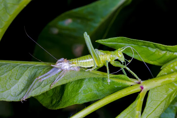 Die Geburt einer Heuschrecke — Stockfoto