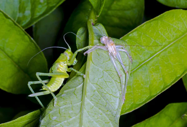 De geboorte van een sprinkhaan — Stockfoto