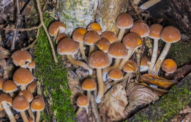 Colonia Zehirli mantar